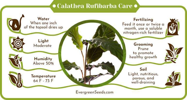 Calathea Rufibarba Care Infographic