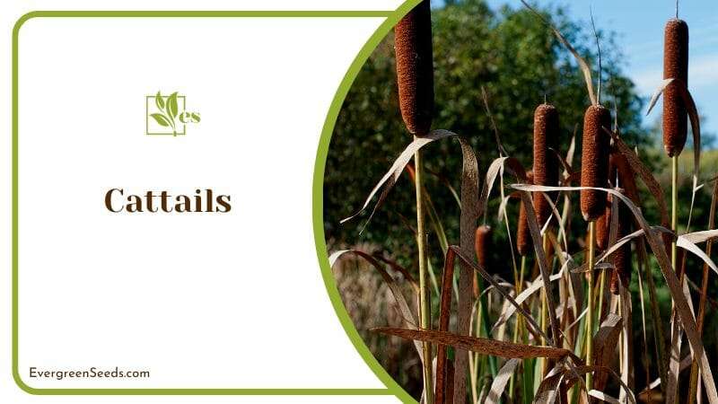 Cattails Plants that Live in Wet Soils