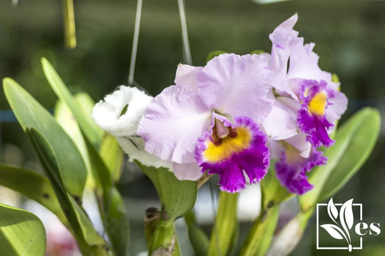 Cattleya orchid in Margenta