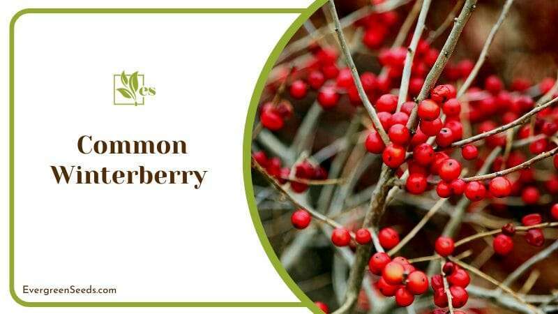 Common Winterberry Thirves in Wet Soil
