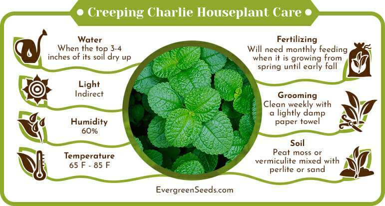 Creeping Charlie Houseplant Care Infographic