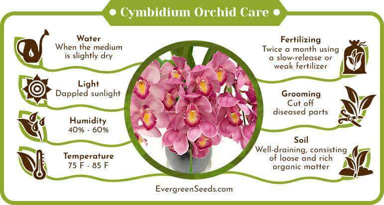 Cymbidium Orchid Care Infographic
