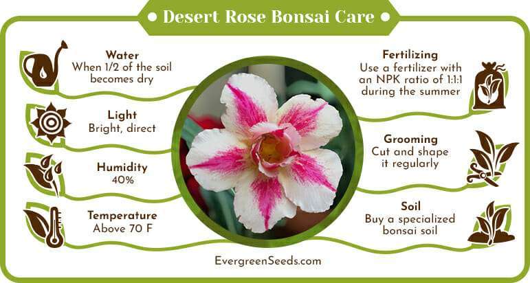 Desert Rose Bonsai Care Infographic