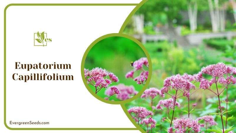 Eupatorium Capillifolium Flower Plant