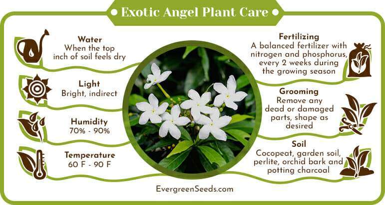 Exotic Angel Plant Care Infographic