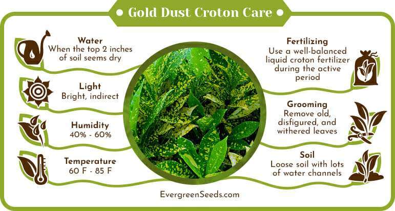 Gold Dust Croton Care Infographic