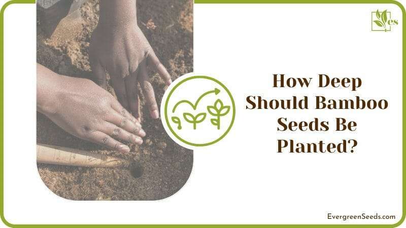 How Deep Should Bamboo Seeds Be Planted