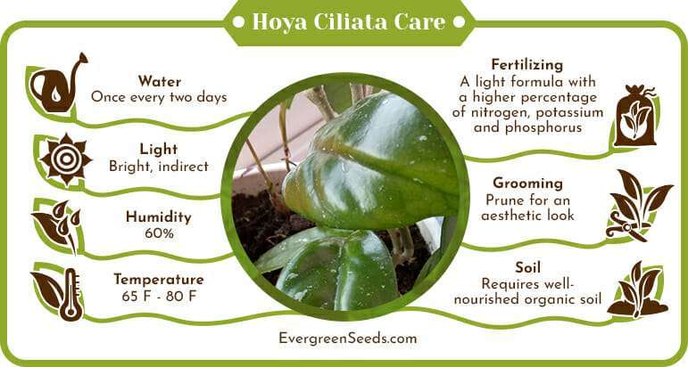 Hoya Ciliata Care Infographic