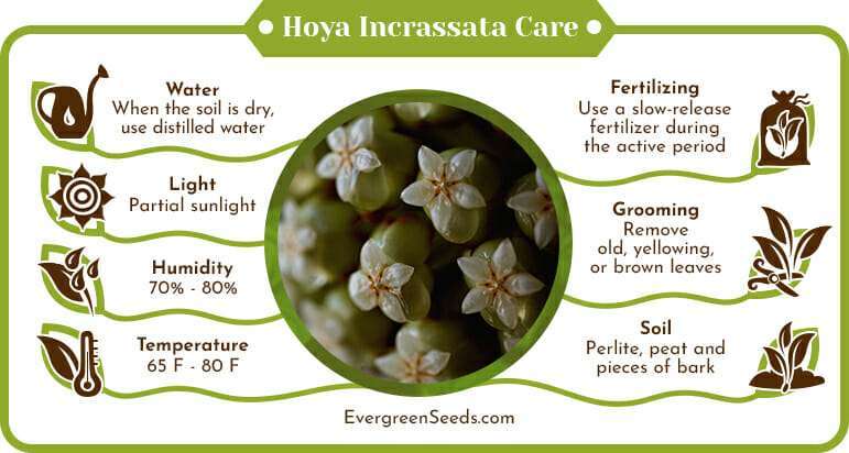 Hoya Incrassata Care Infographic