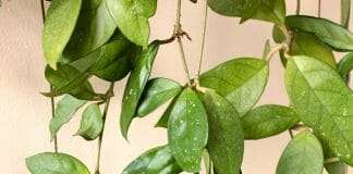 Hoya Plant's Leaves