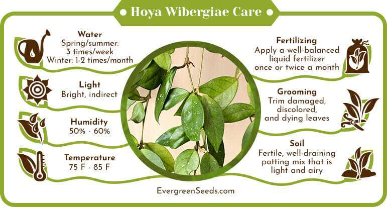 Hoya Wibergiae Care Infographic