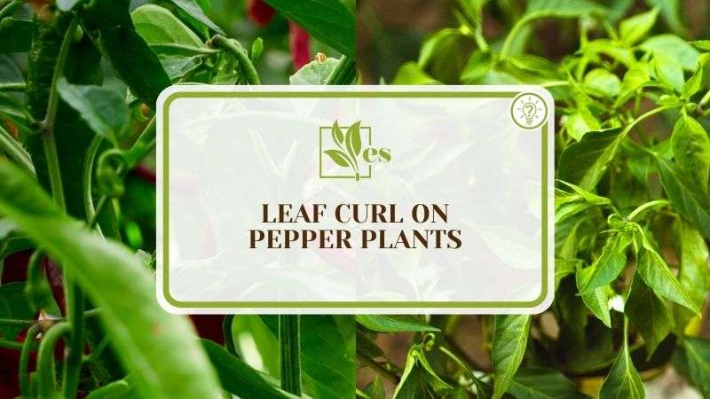 Pest Infestation in Pepper Plant