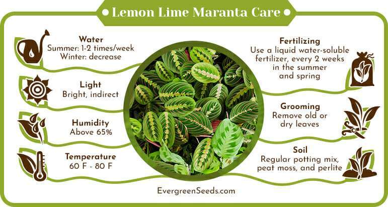 Lemon Lime Maranta Care Infographic