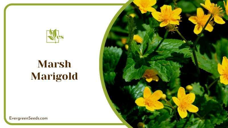 Marsh Marigold Yellow Petal Flower