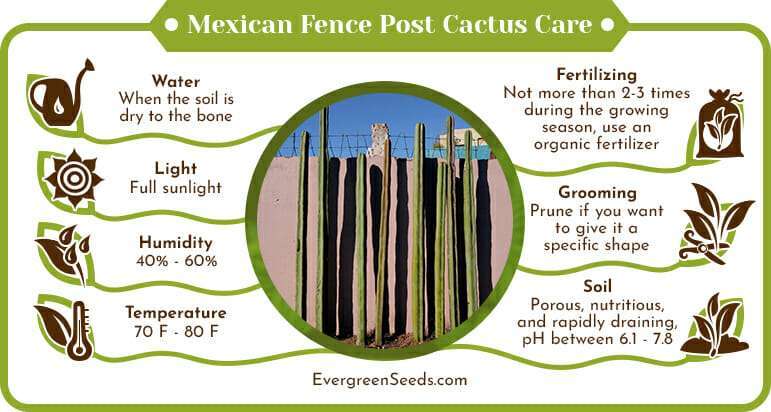 Mexican Fence Post Cactus Care Infographic