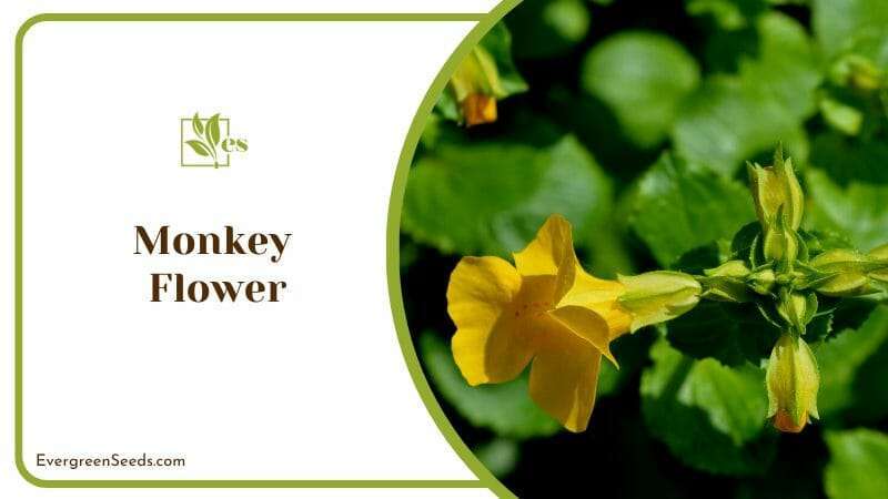 Monkey Flower a Yellow Petal Crown