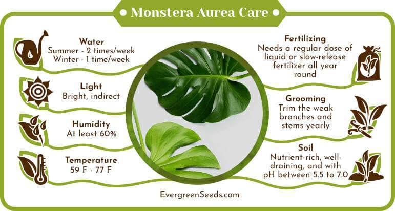 Monstera Aurea Care Infographic