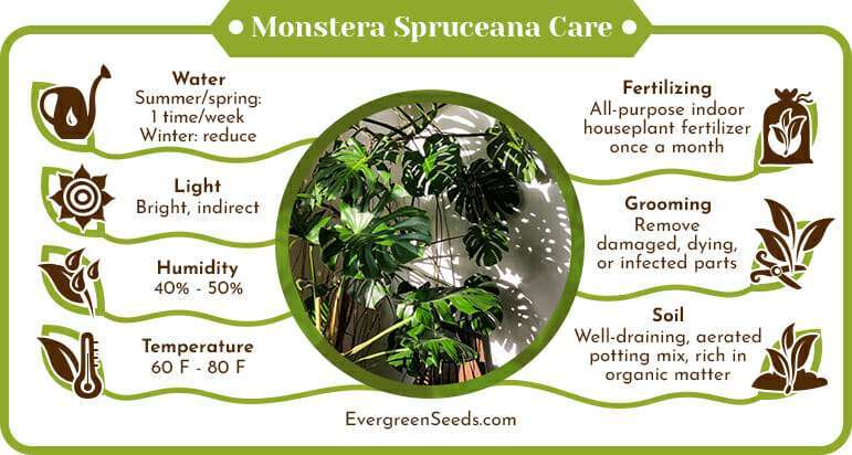 Monstera Spruceana Care Infographic