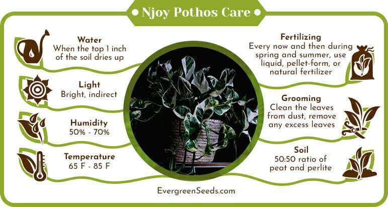 Njoy Pothos Care Infographic