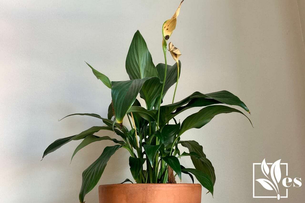Peace Lily Plant in Terra Cotta