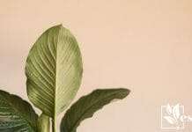 Peace Lily Spathiphyllum Houseplant