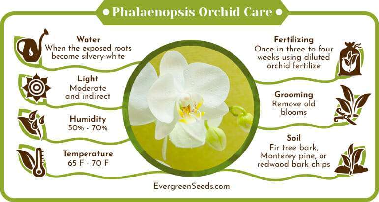 Phalaenopsis Orchid Care Infographic