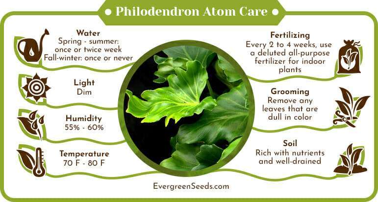 Philodendron Atom Care Infographic