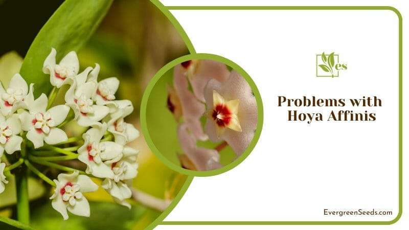 Problems with of Hoya Affinis