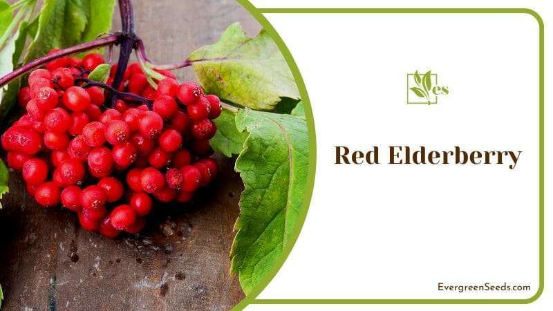 Red Elderberry Plants for Outdoors