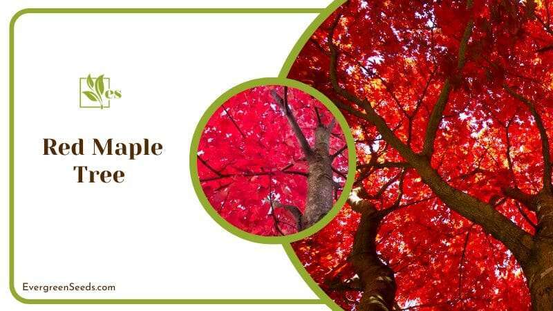 Red Maple Tree 