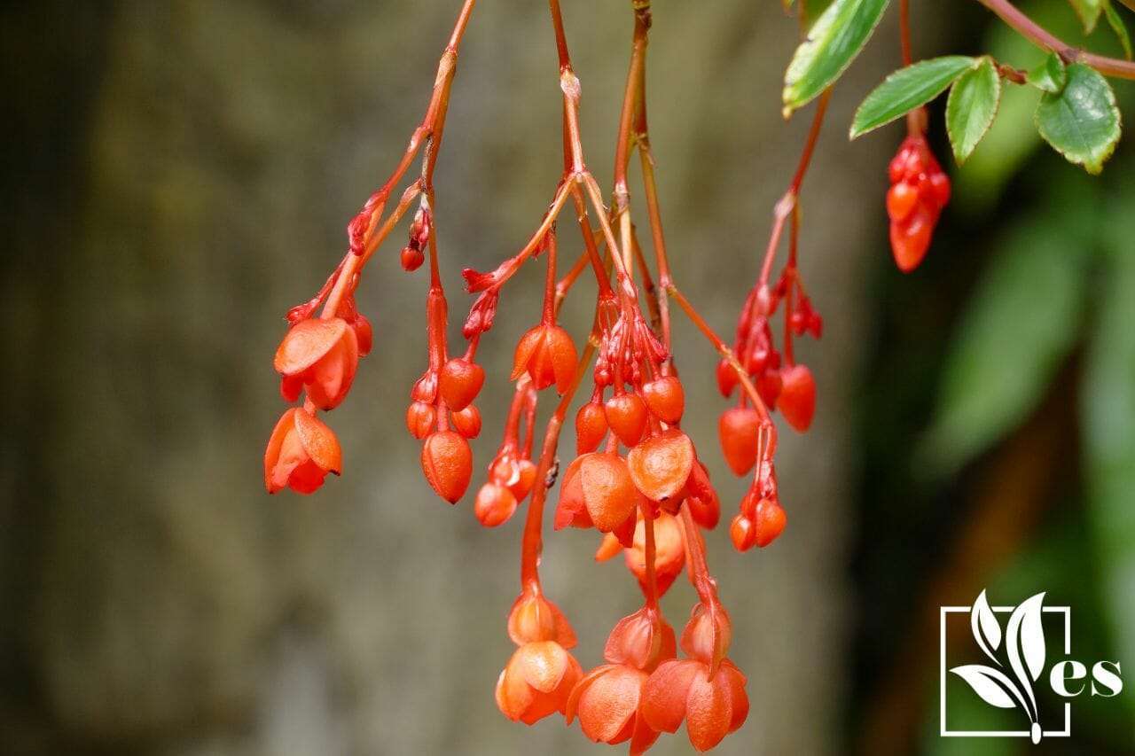 Red begonia fuchsioides