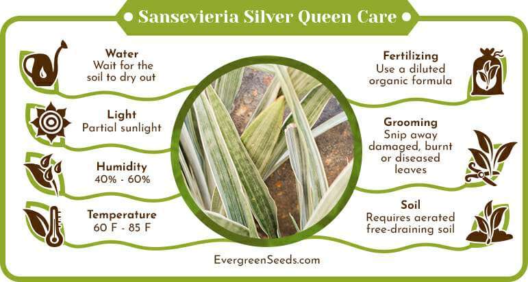 Sansevieria Silver Queen Care Infographic