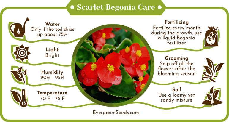 Scarlet Begonia Care Infographic