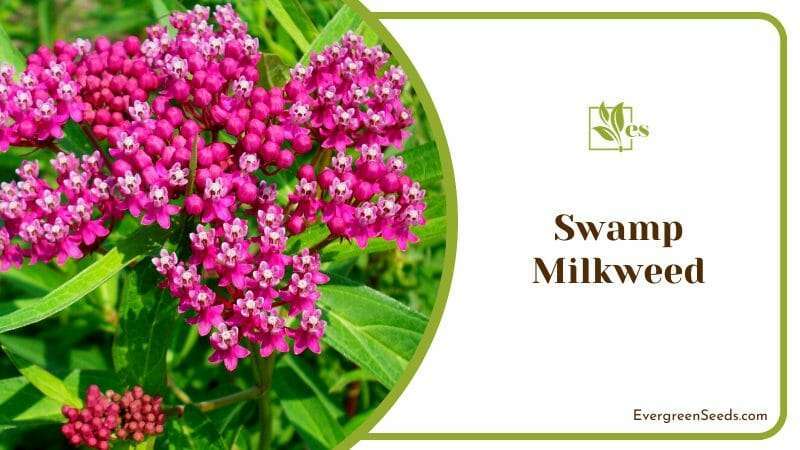 Swamp Milkweed Pink Outdoor Plant