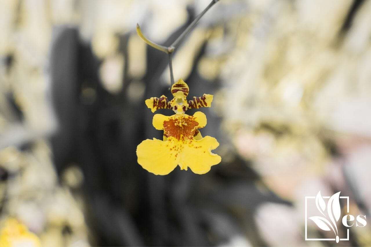 The Oncidium Orchid