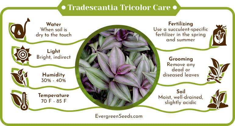 Tradescantia Tricolor Care Infographic