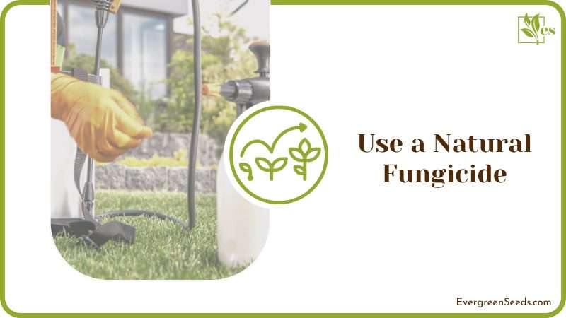 Use a Natural Fungicide