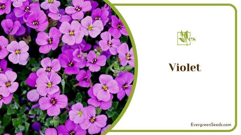 Violet Flowers Grouping in a Soil