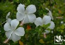White Hibiscus Flowers
