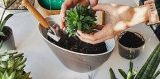 Womans hands transplanting succulents in one pot on