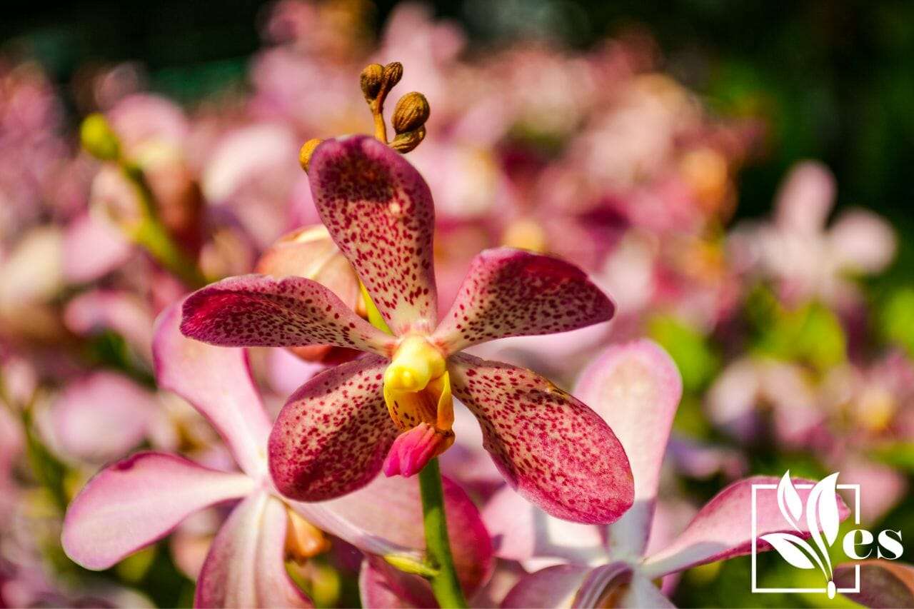 the Vanda Orchid