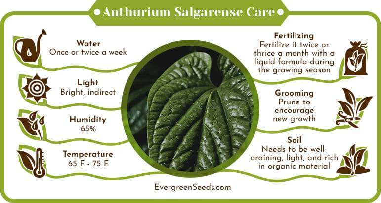 Anthurium Salgarense Care Infographic
