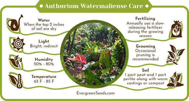 Anthurium Watermaliense Care Infographic