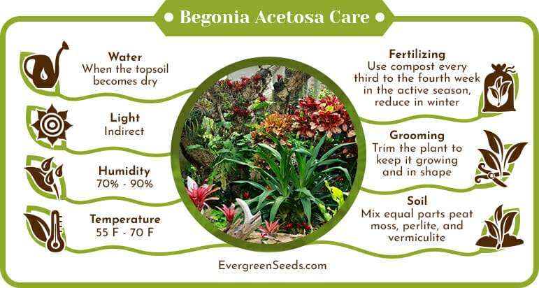 Begonia Acetosa Care Infographic