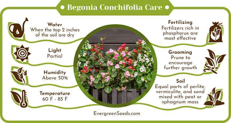 Begonia Conchifolia Care Infographic