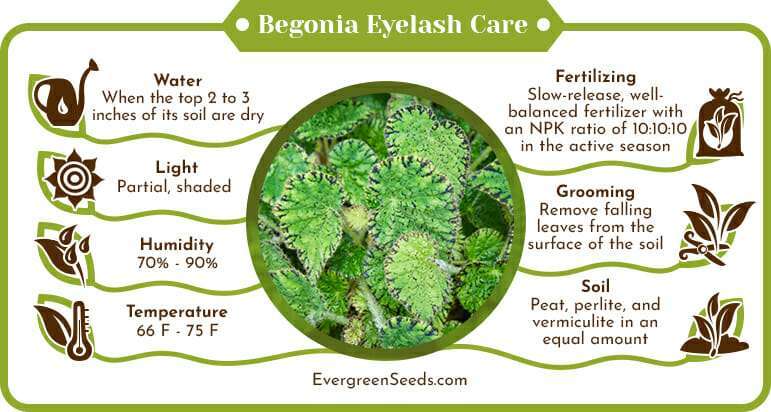 Begonia Eyelash Care Infographic