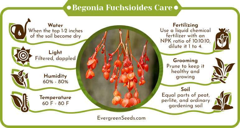 Begonia Fuchsioides Care Infographic