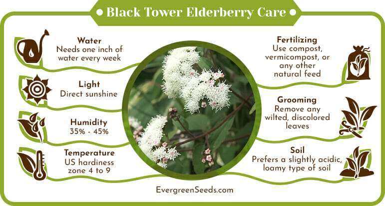 Black Tower Elderberry Care Infographic