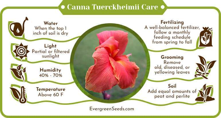 Canna Tuerckheimii Care Infographic