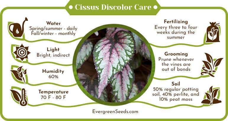 Cissus Discolor Care Infographic